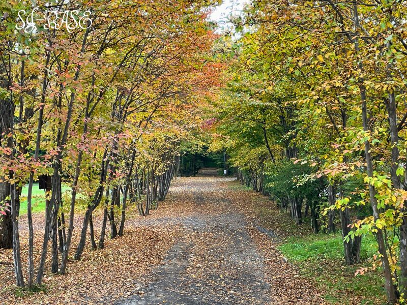 スウィートグラス場内の紅葉の小径。木々がアーチのように並び、秋の彩りに包まれている
