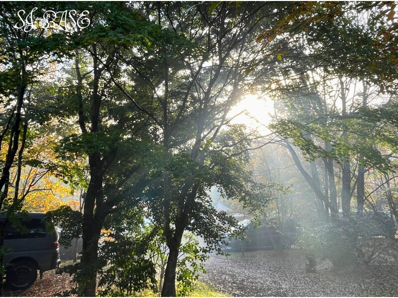 朝の光が差し込むスウィートグラスの木立サイト。やわらかな光に包まれた静かな朝の風景。