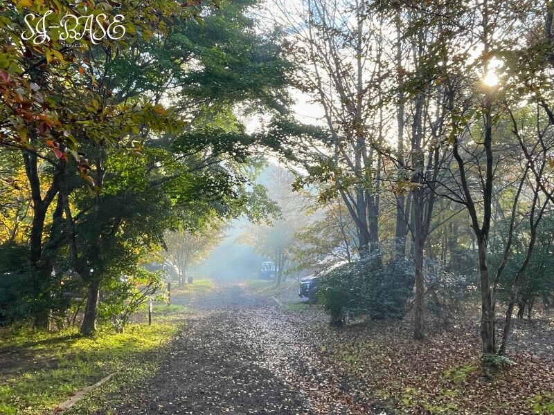 木立の小道に朝日が射し込むスウィートグラスの場内。澄んだ空気の中を歩く気持ちのよい朝。