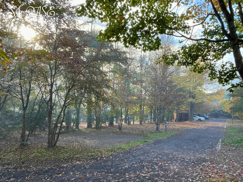 秋の木立に囲まれたスウィートグラスのサイト。レイトチェックアウトの朝を穏やかに過ごせる時間。